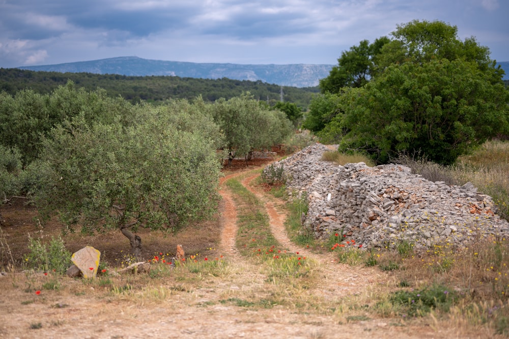 a dirt path in the middle of an olive grove