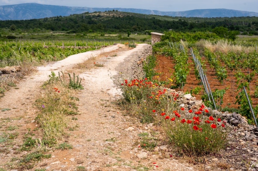 a dirt road surrounded by a field of flowers