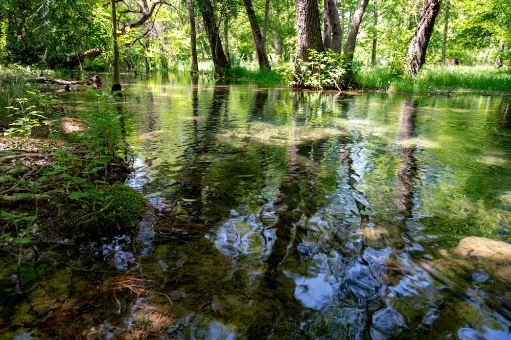 um riacho que atravessa uma floresta verde exuberante