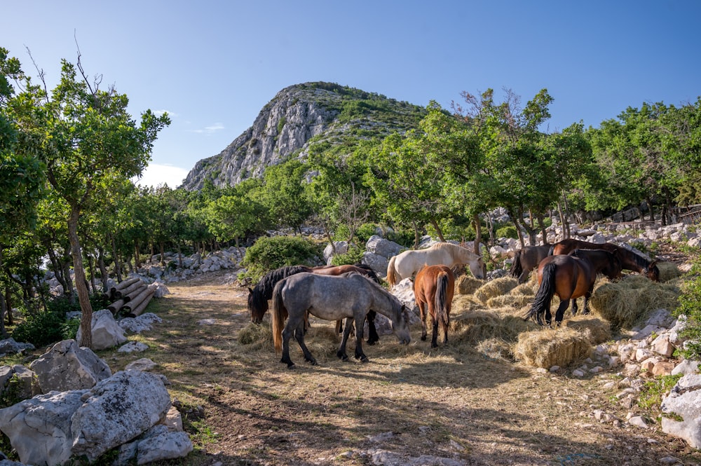 a group of horses eating hay in a field