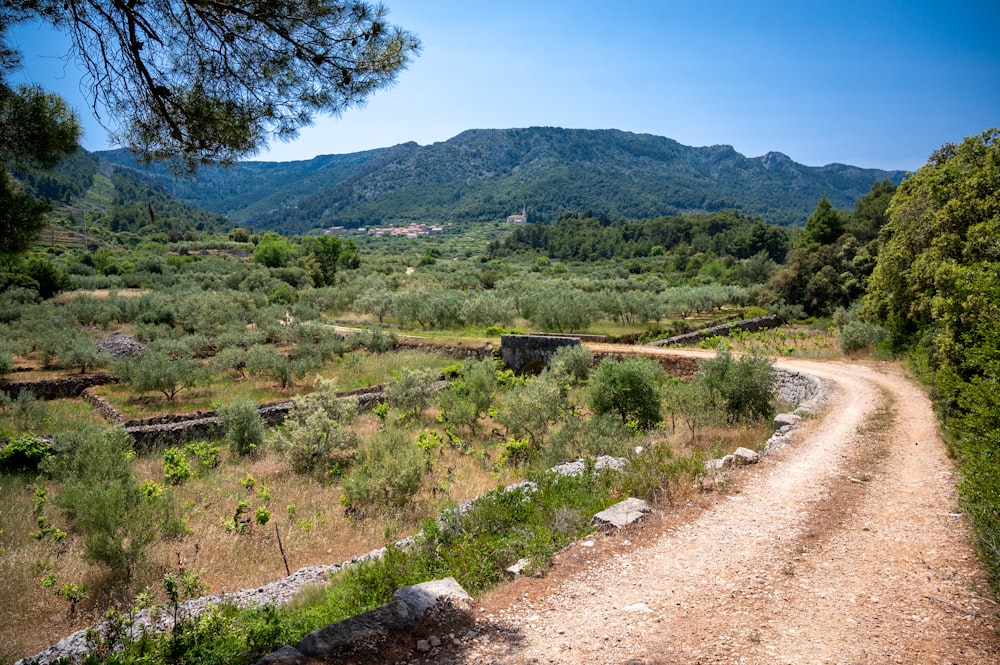 a dirt road going through a lush green forest