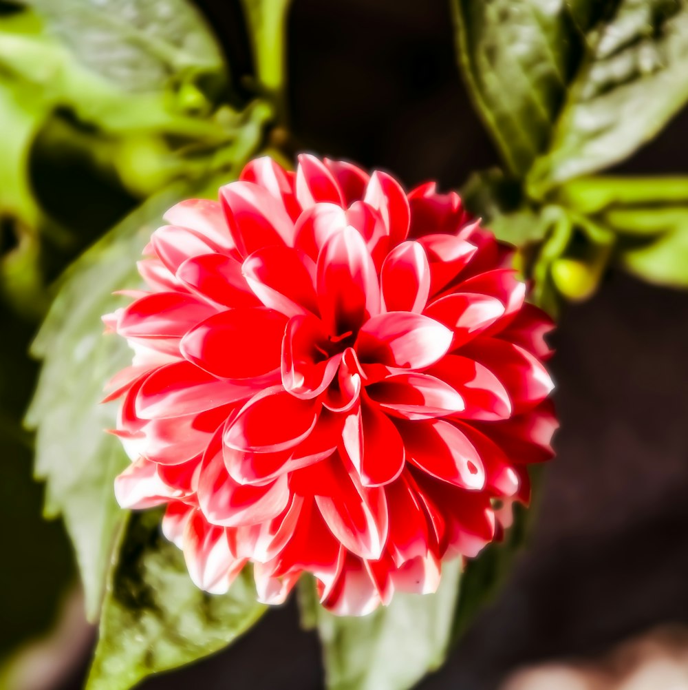 a red and white flower with green leaves