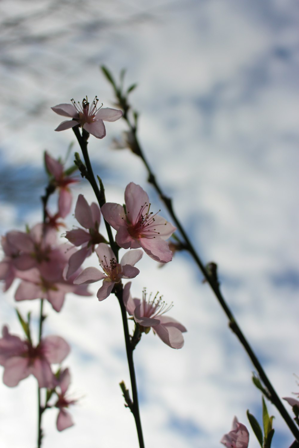 a close up of some pink flowers on a branch