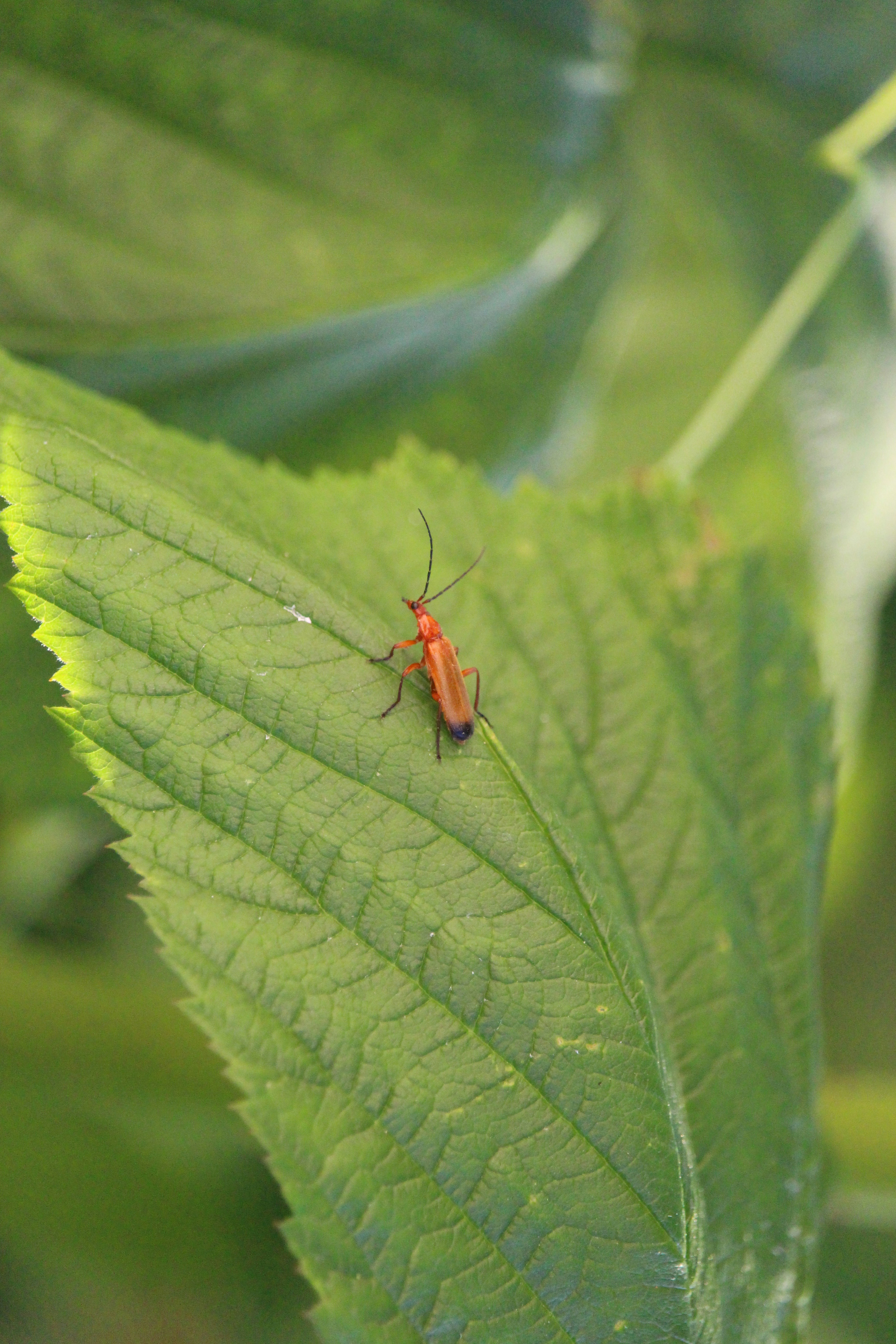 Photo by strawberryk00