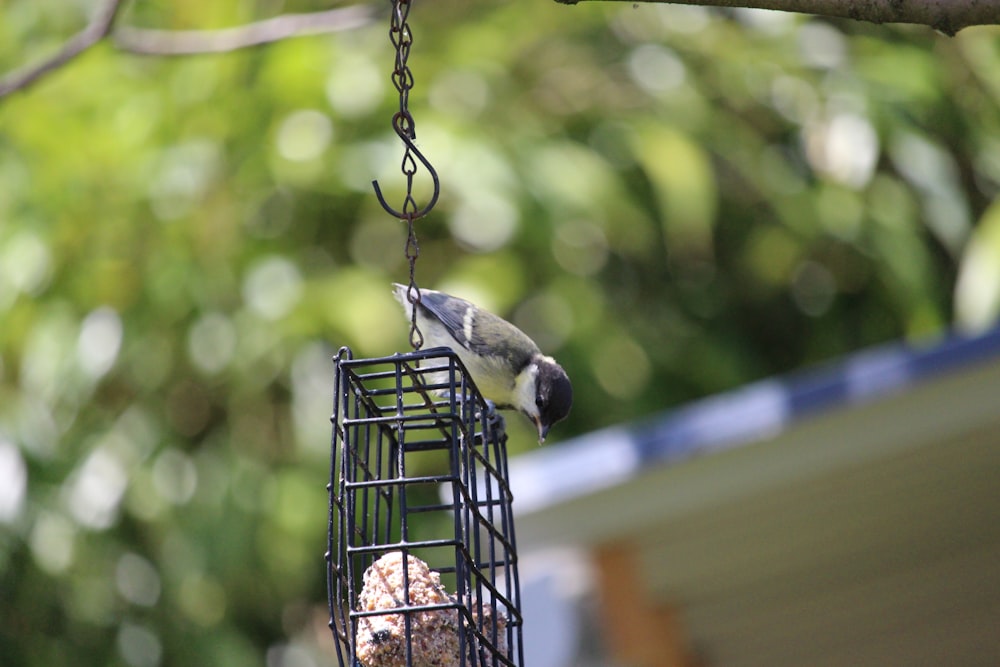 a bird is eating from a bird feeder