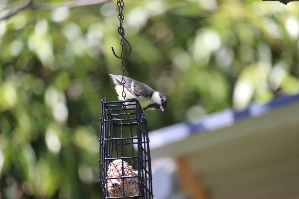 a bird is perched on a bird feeder