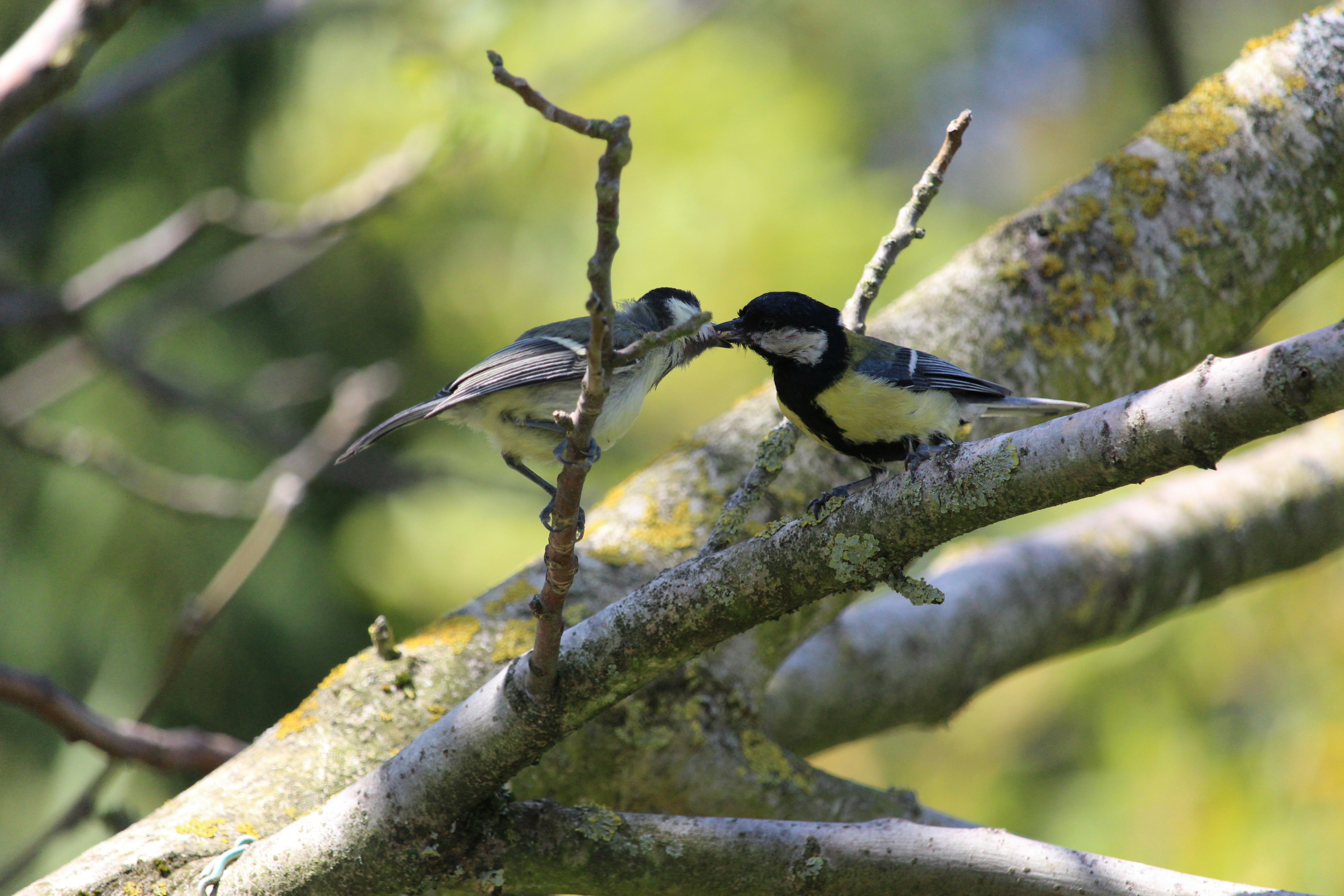 a couple of birds sitting on top of a tree branch