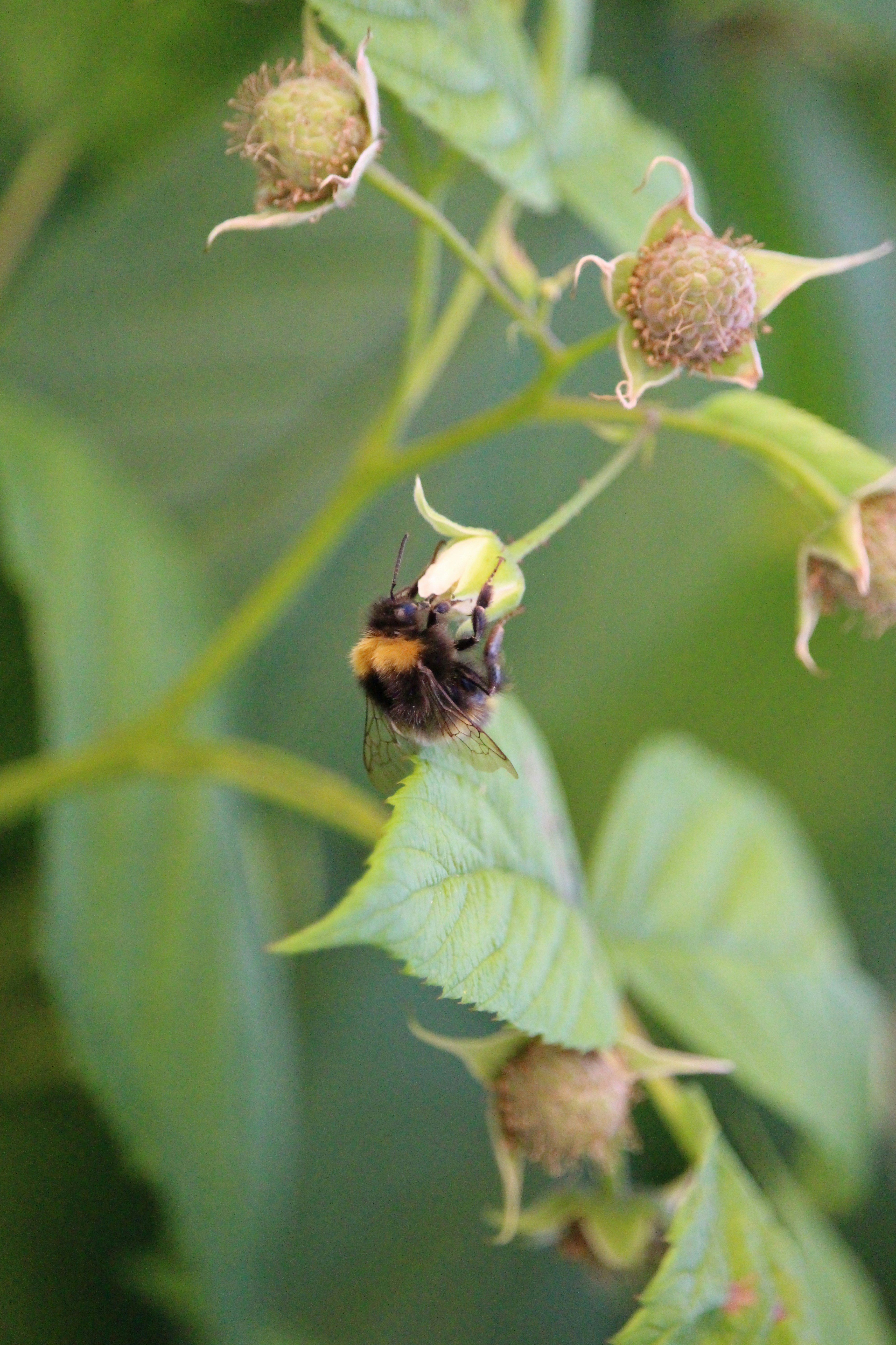 a close up of a bee on a plant