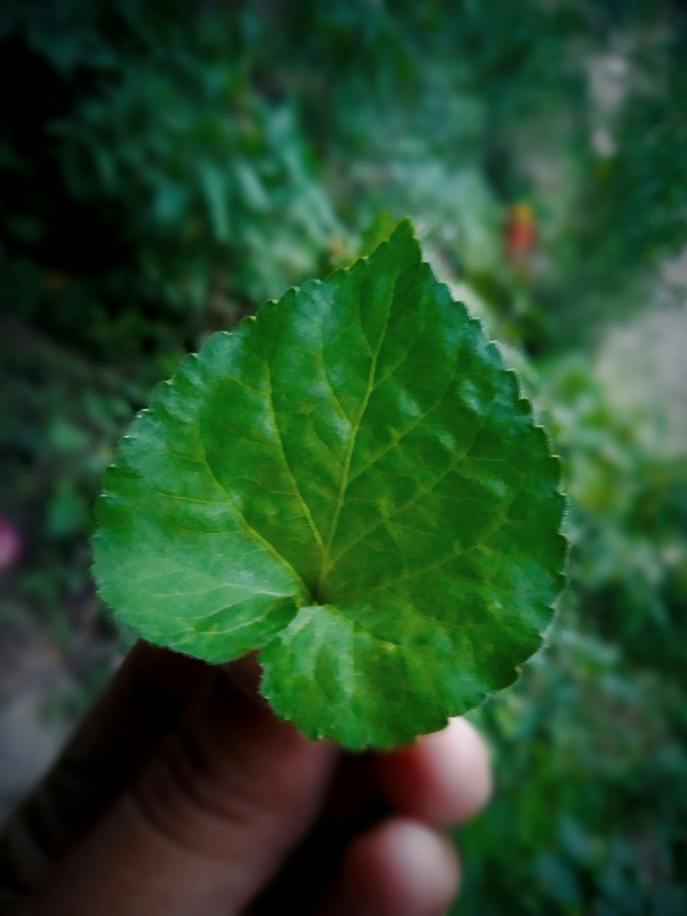 a person holding a green leaf in their hand