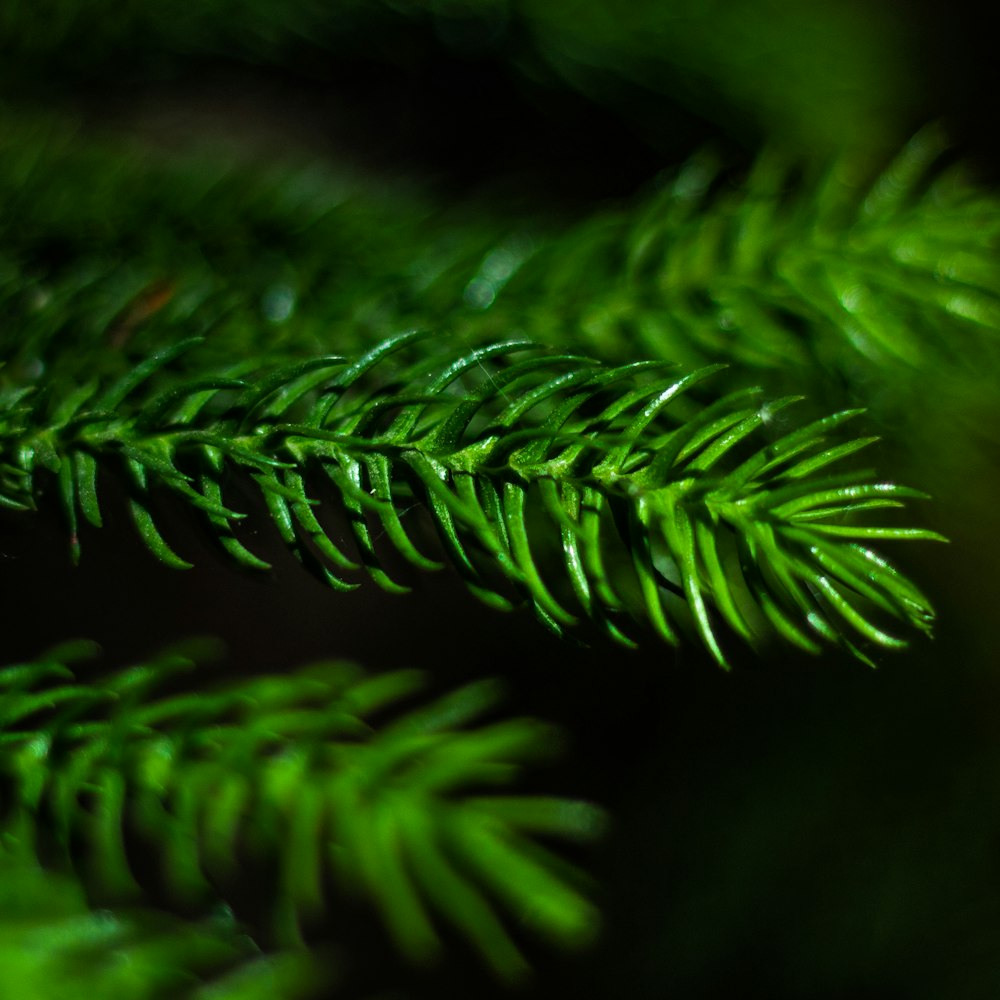 a close up of a green branch of a tree