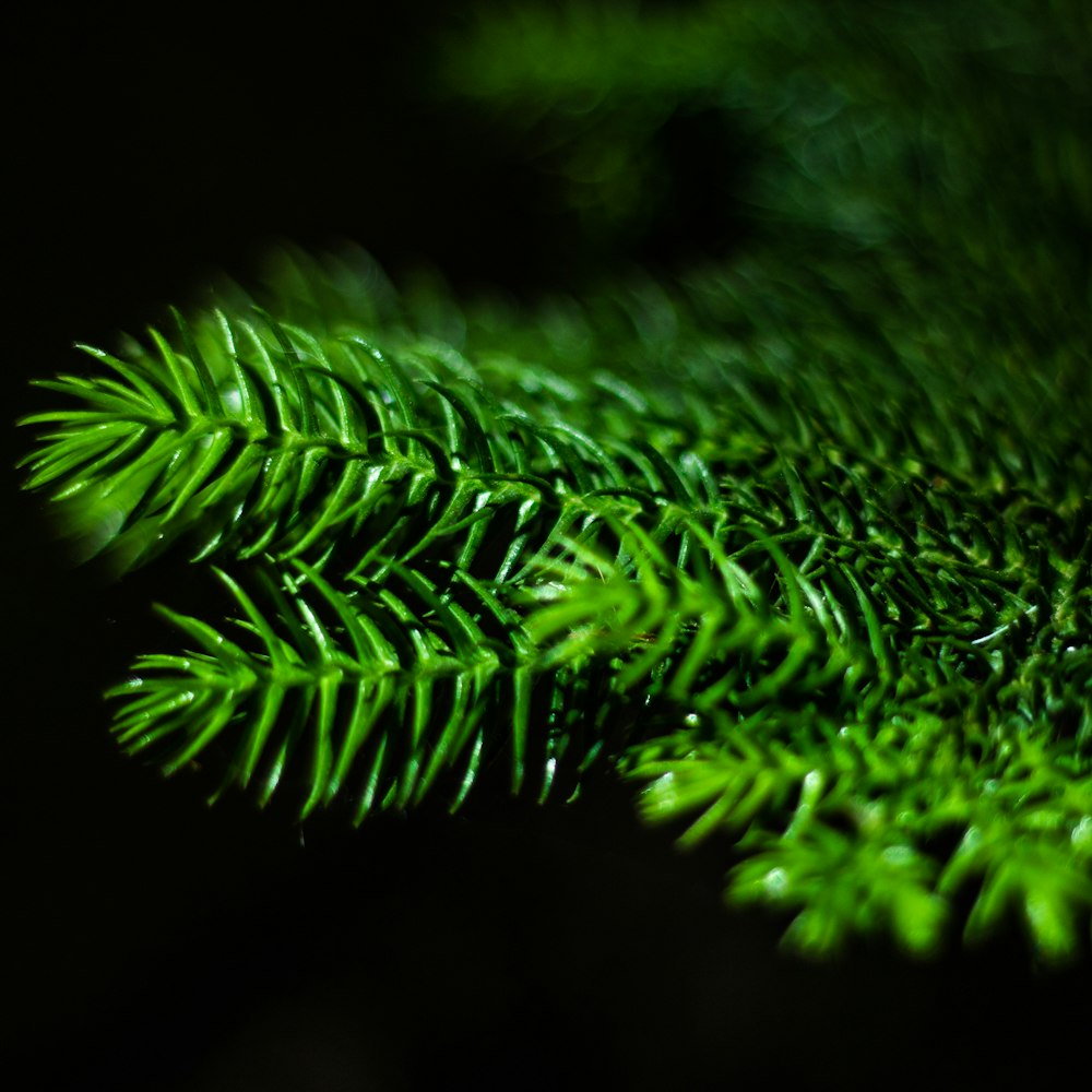 a close up of a green tree branch