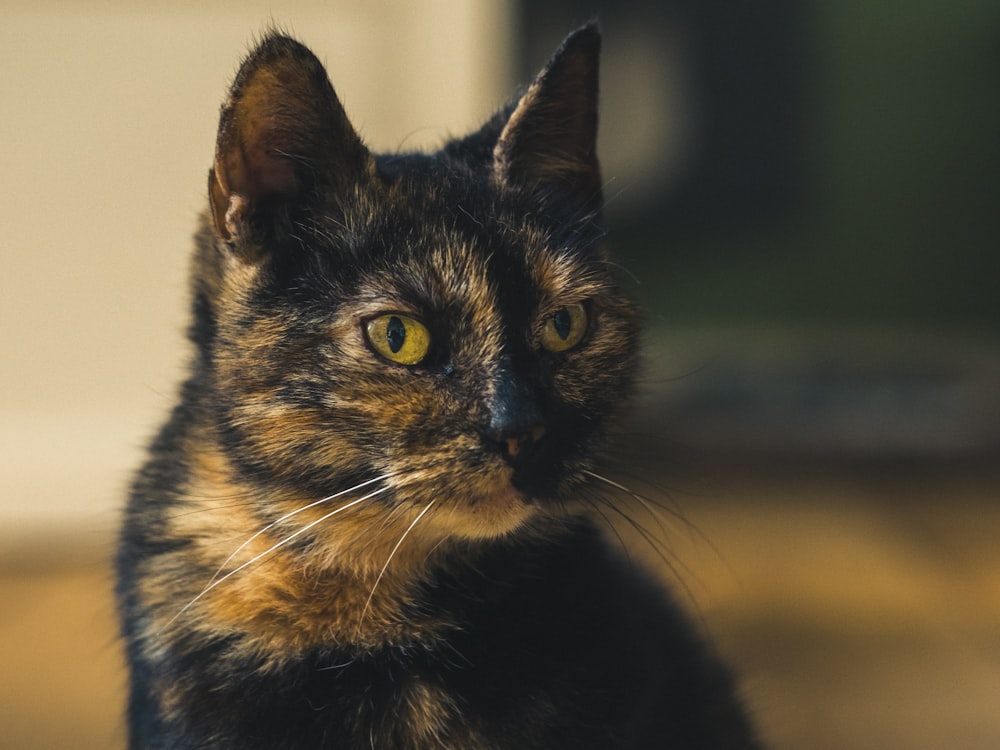 a close up of a cat on a wooden floor