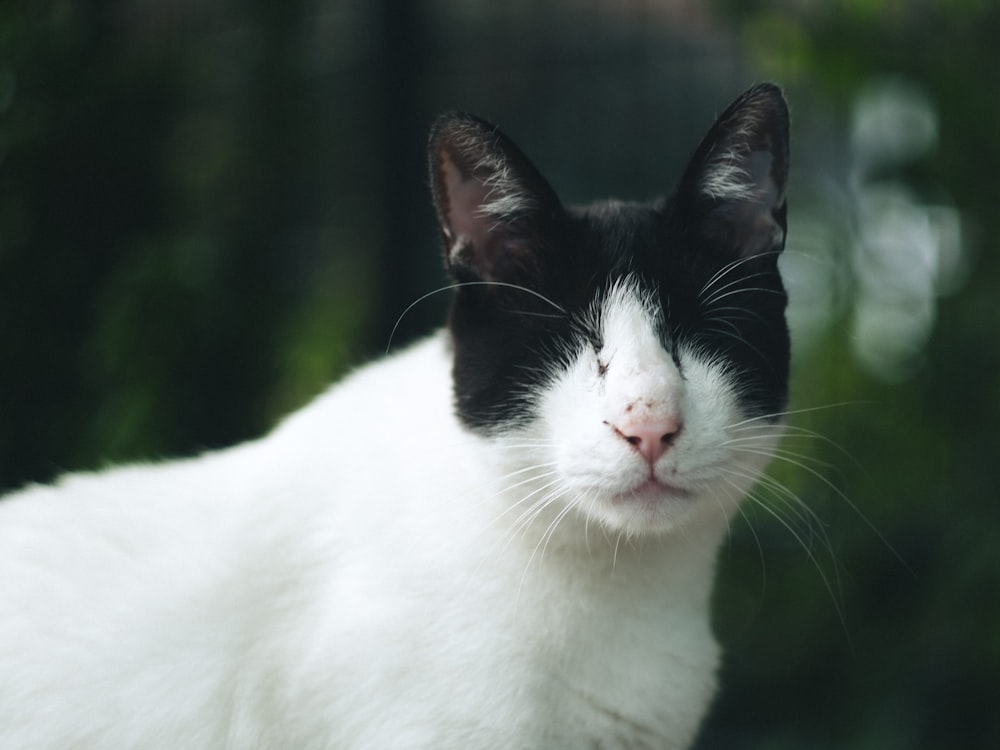 a black and white cat with a sad look on its face