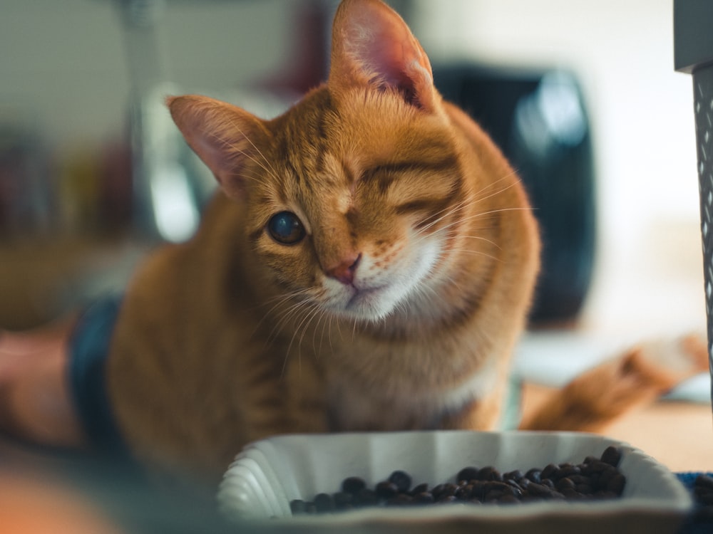 a cat sitting on a table next to a bowl of food