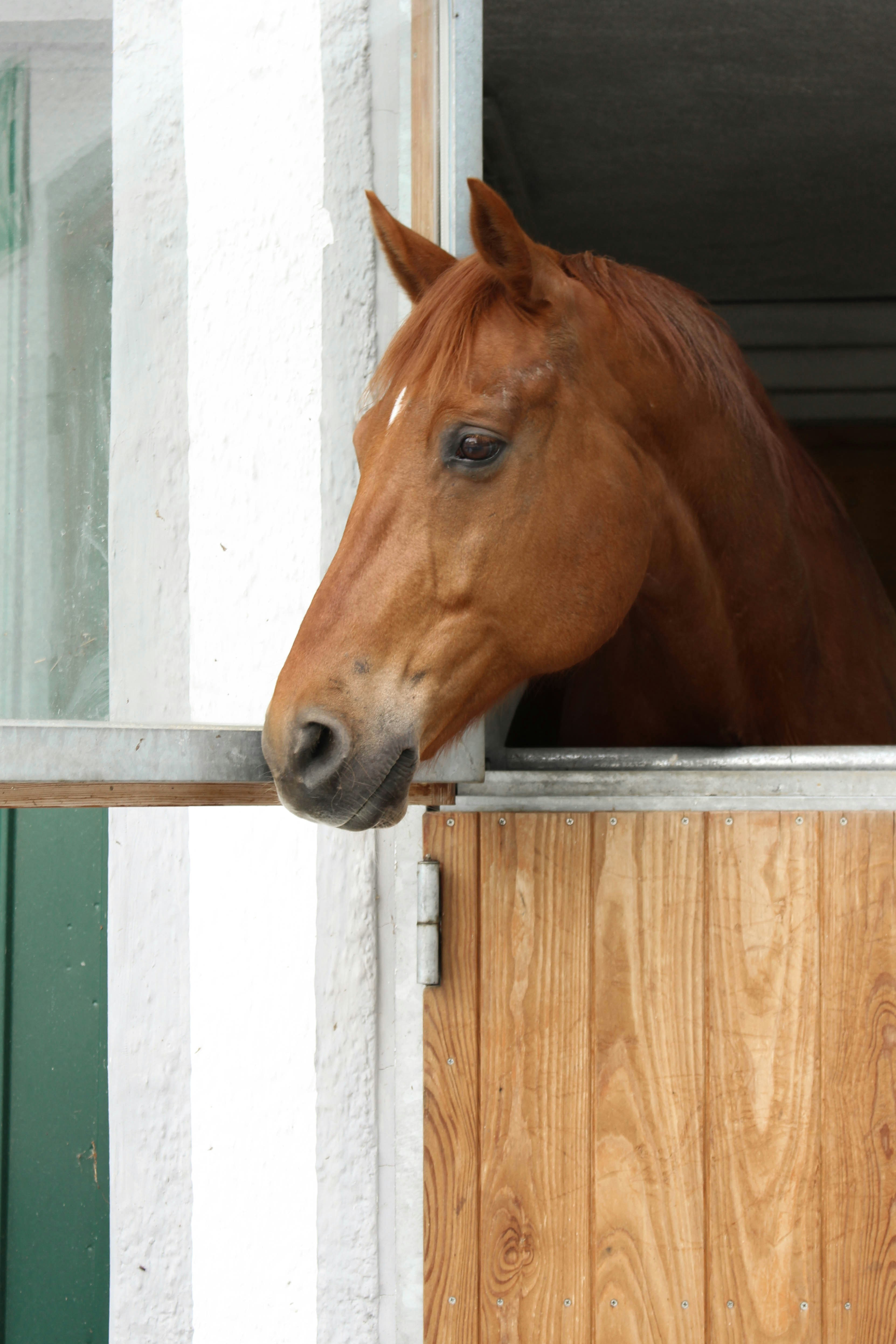 a brown horse sticking its head out of a window