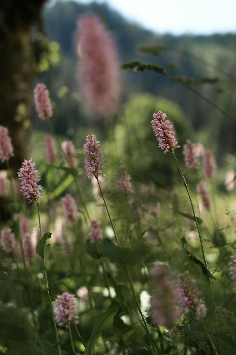 a bunch of flowers that are in the grass