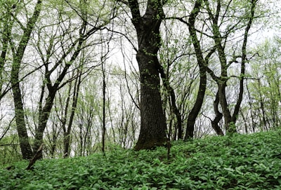 A dense forest with tall, slender trees standing among a lush green undergrowth. The trees are partially covered with fresh leaves as spring progresses, creating a natural canopy. The sunlight filters through the branches, illuminating the forest floor covered with green plants.
