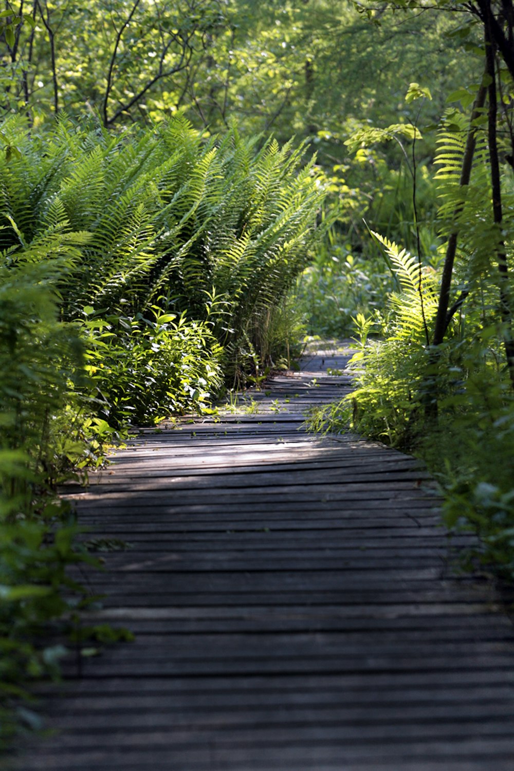 a wooden path through a lush green forest