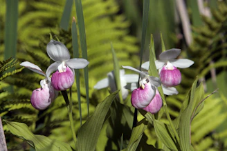 Close-up of vibrant orchids and ferns native to the Andean cloud forest
