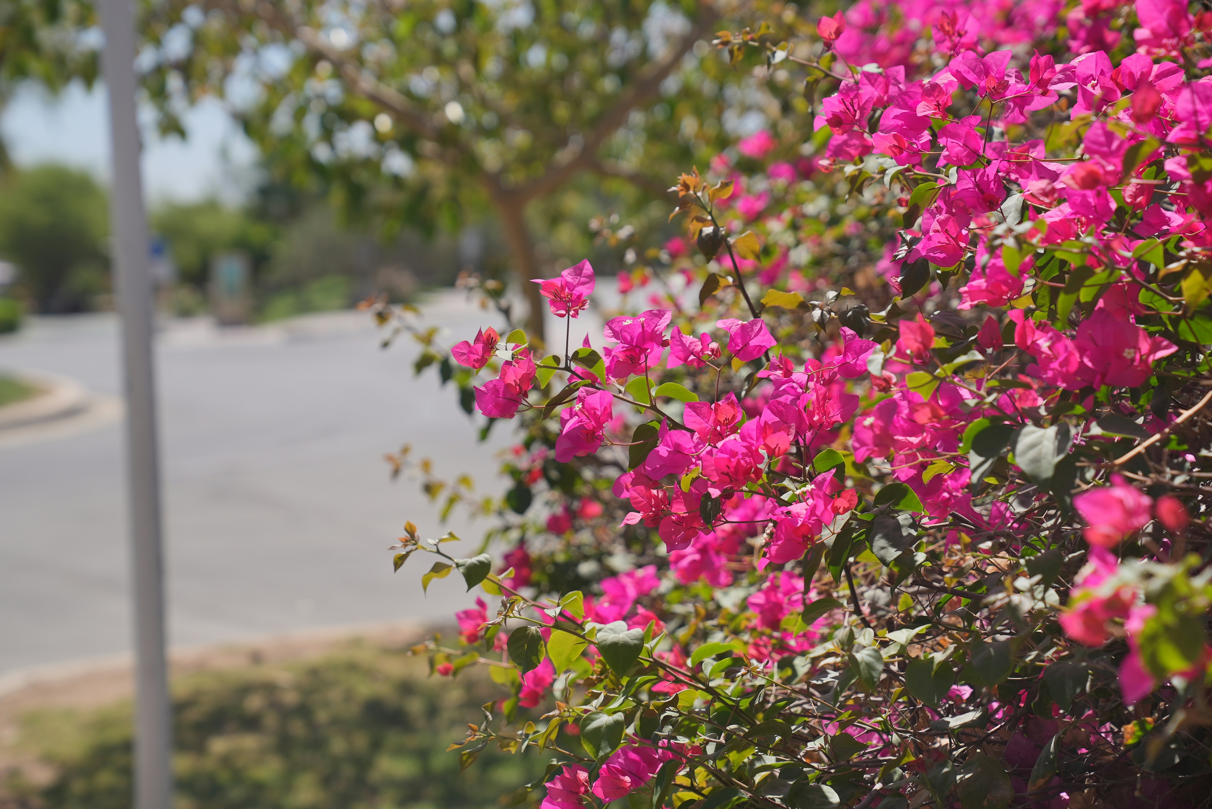 Photo by rafieeartist