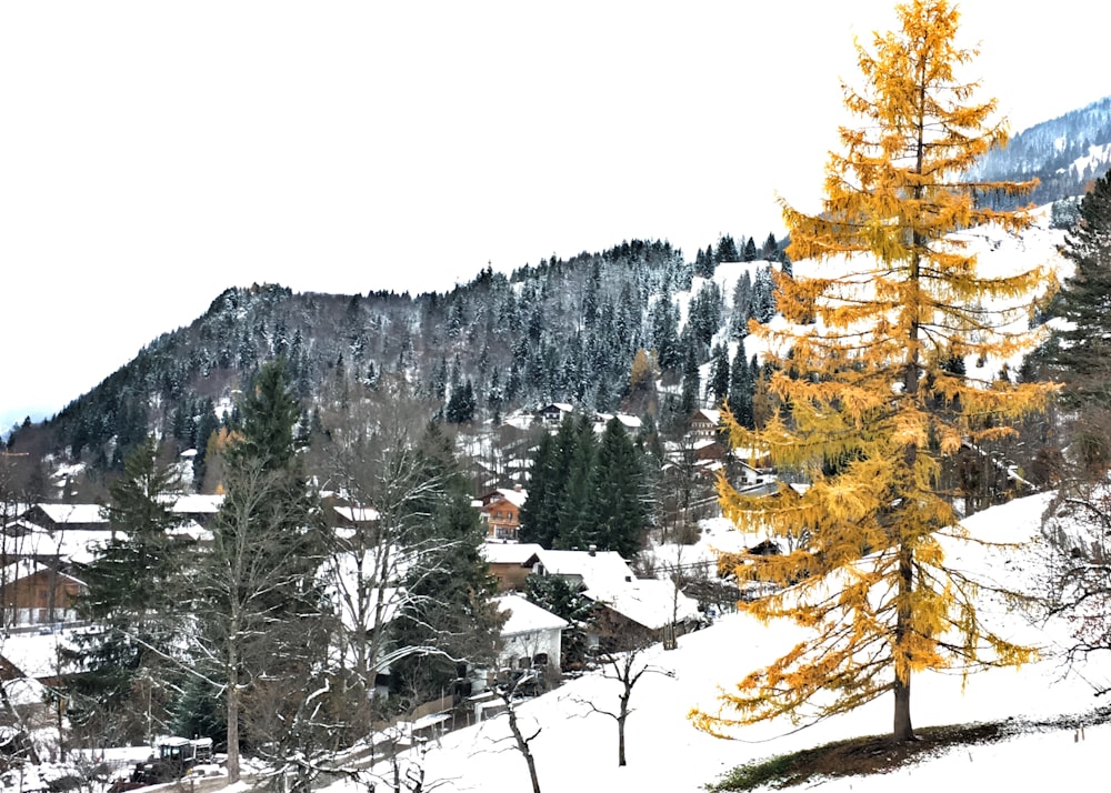 a snow covered hillside with a yellow tree in the foreground
