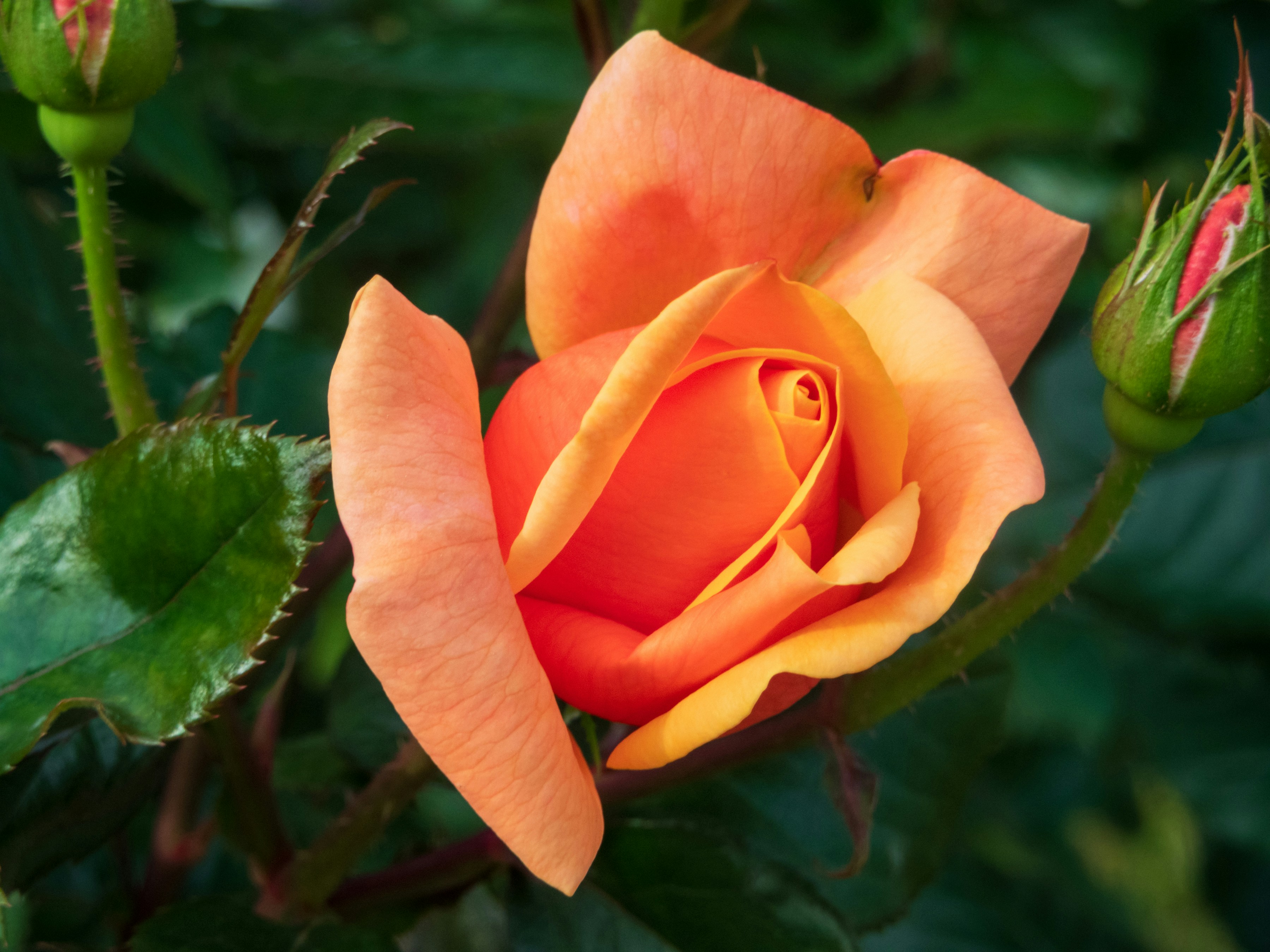 Photo by heppoko_yama