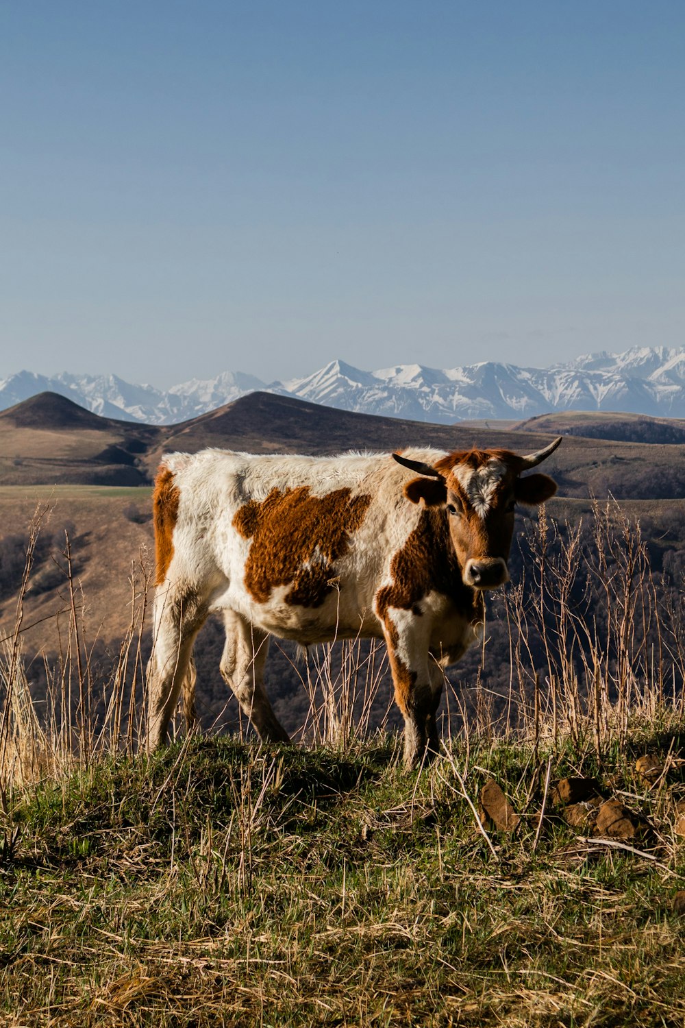 uma vaca marrom e branca em pé em cima de um campo coberto de grama