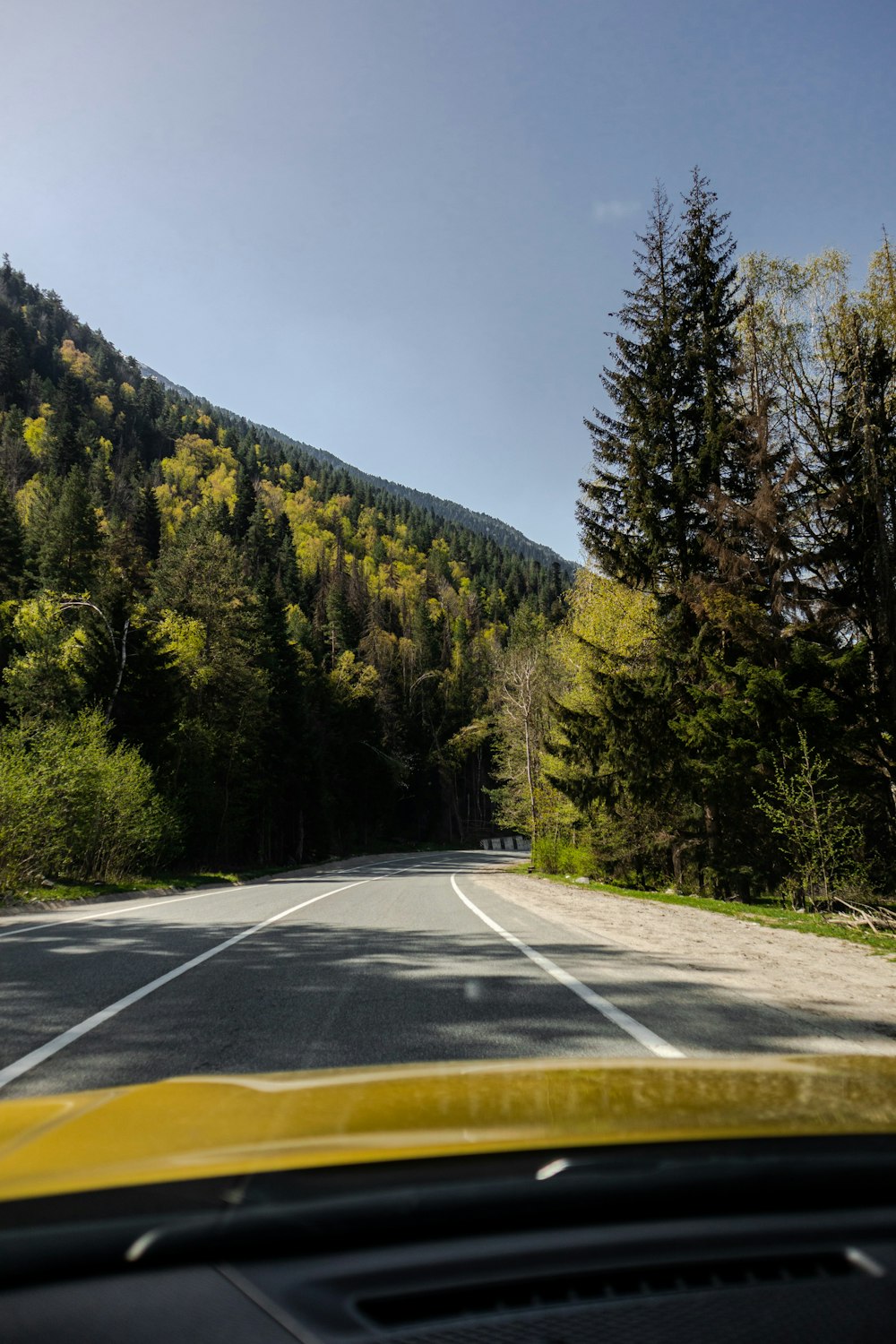 a car driving down a road next to a forest