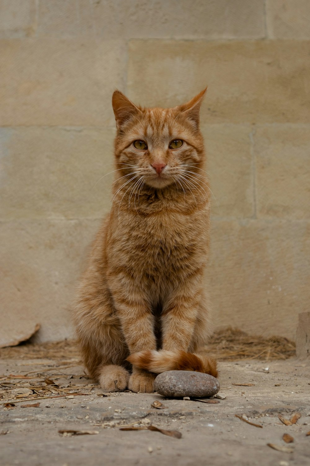 a cat sitting on the ground next to a wall