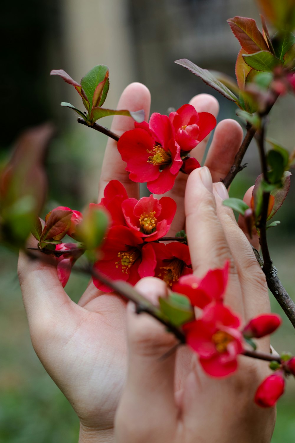 una persona sosteniendo una rama con flores rojas