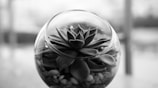 A succulent plant is enclosed in a round, transparent glass bowl, filled with small pebbles at the base. The composition presents a minimalistic and modern aesthetic, with sharp contrast due to the monochromatic tones.