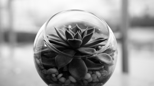 A succulent plant is enclosed in a round, transparent glass bowl, filled with small pebbles at the base. The composition presents a minimalistic and modern aesthetic, with sharp contrast due to the monochromatic tones.