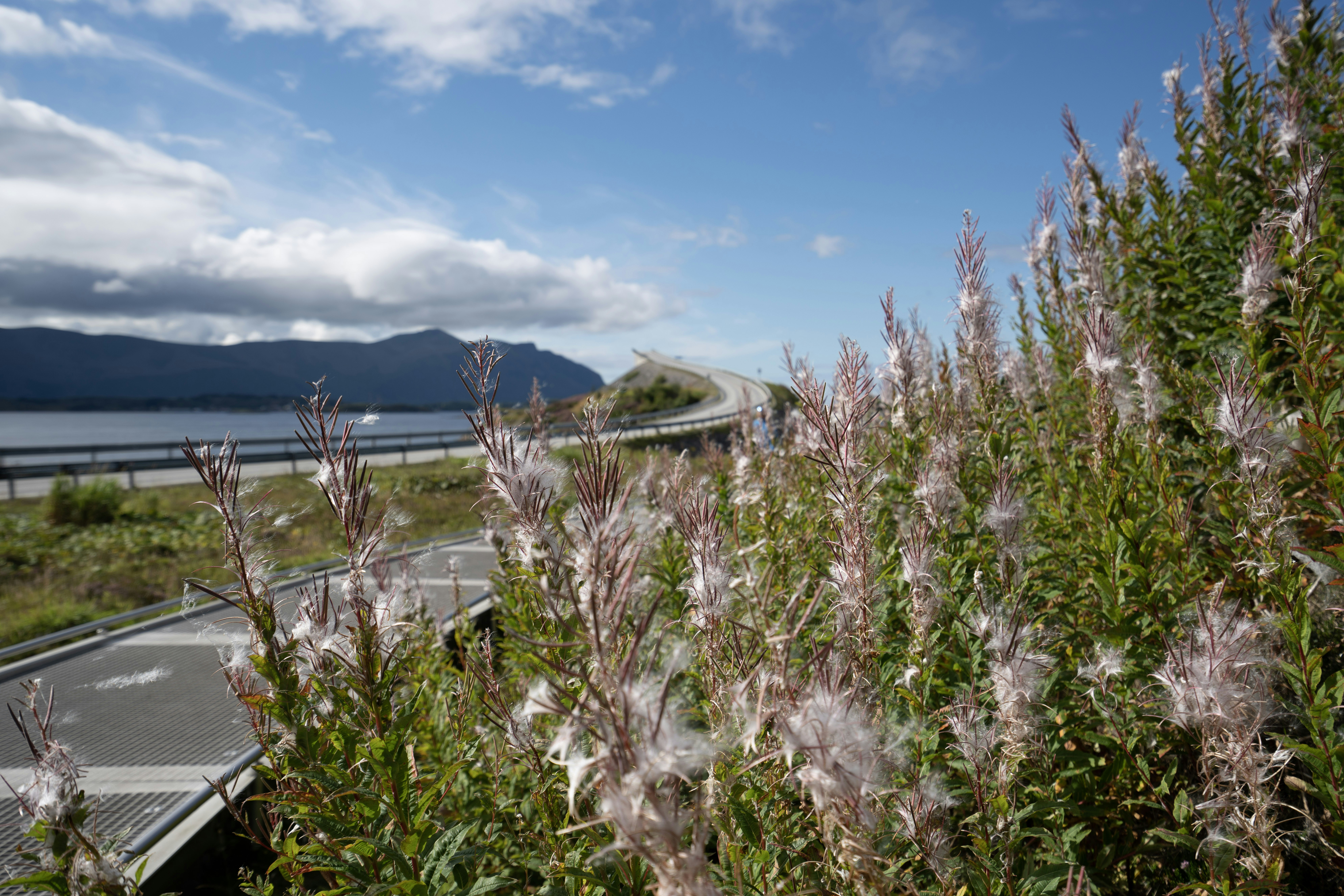 a field of flowers next to a body of water