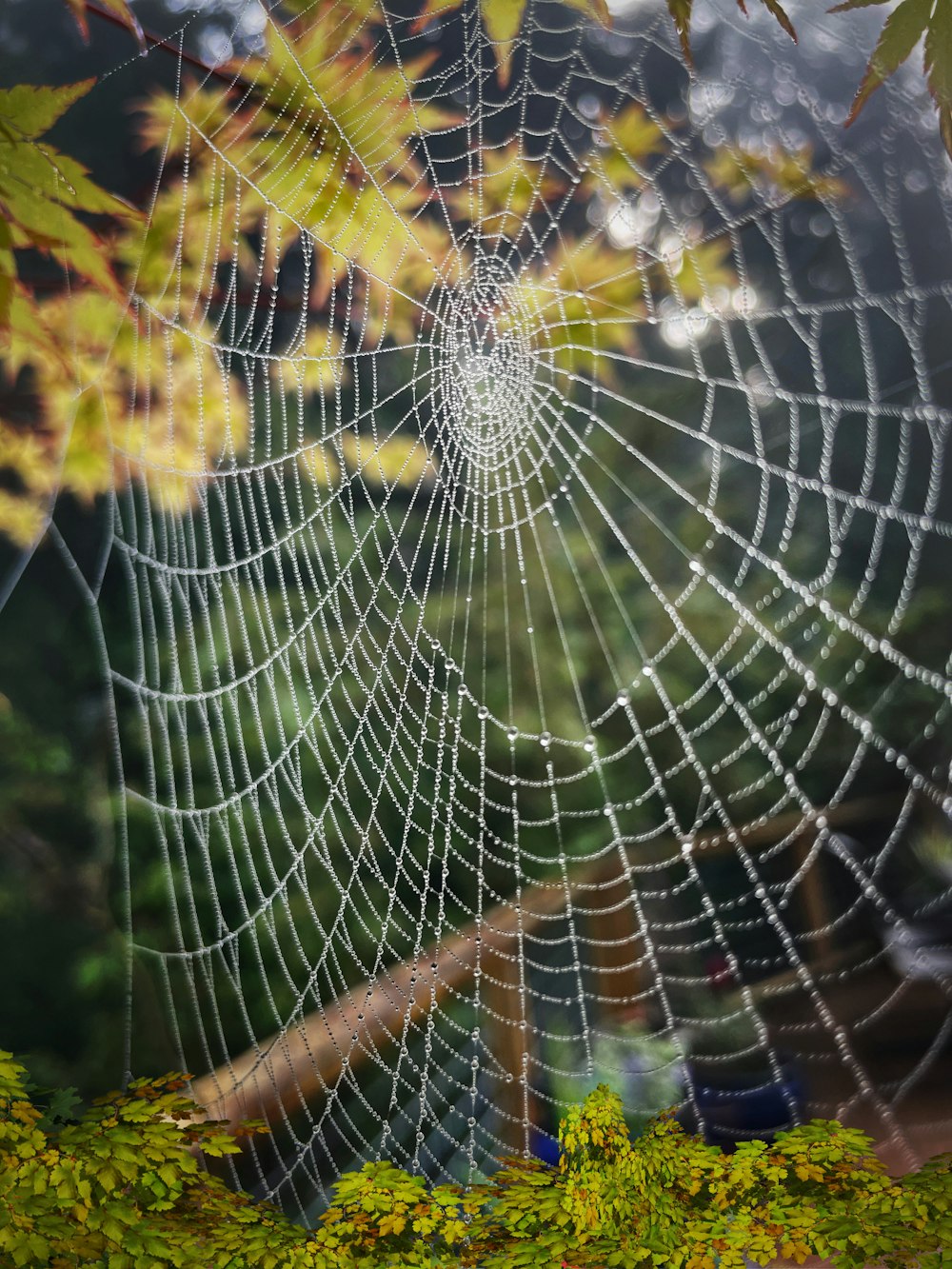 a spider web in the middle of a forest