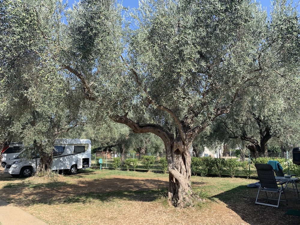 an rv parked under an olive tree in a park