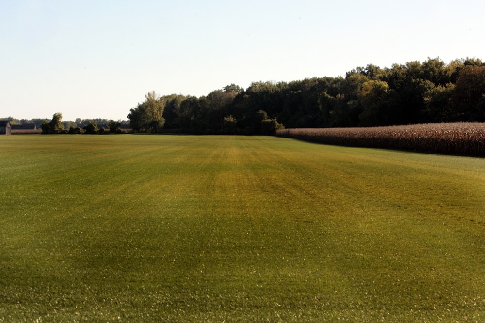 a field of grass with trees in the background