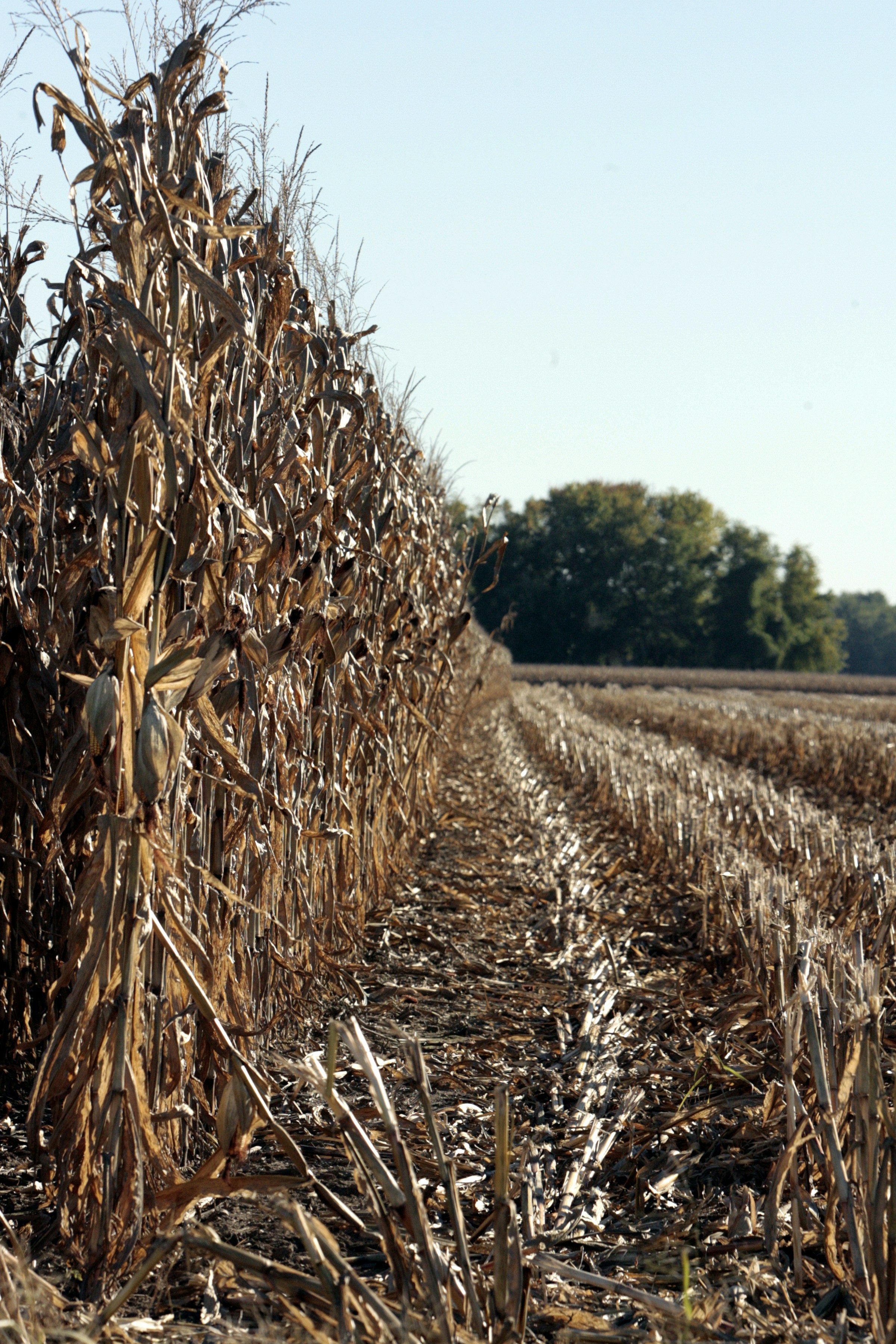 Un campo di mais è mostrato in primo piano