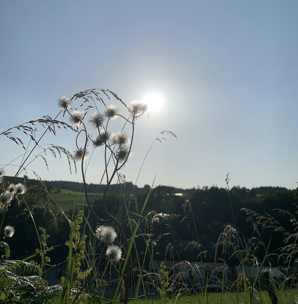 the sun is shining over a field of grass