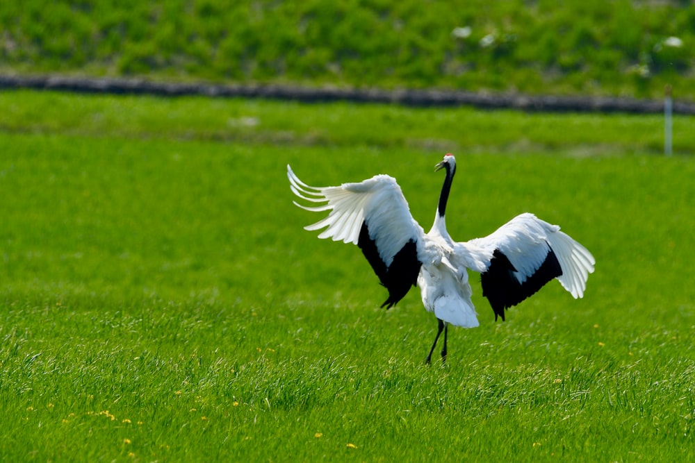 a large white and black bird standing on top of a lush green field