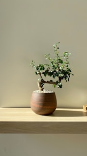 a bonsai tree in a wooden pot on a shelf