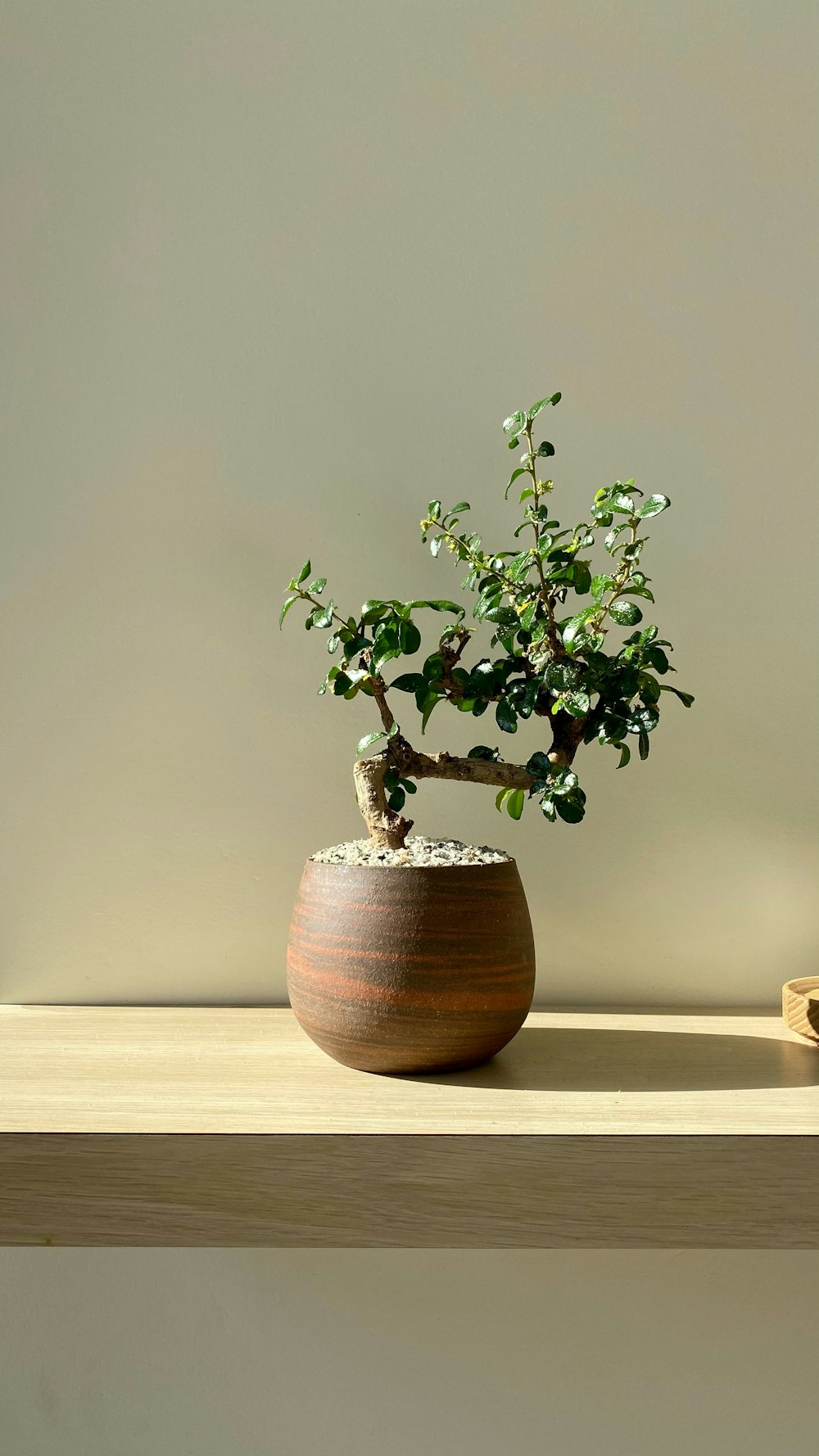 a bonsai tree in a wooden pot on a shelf