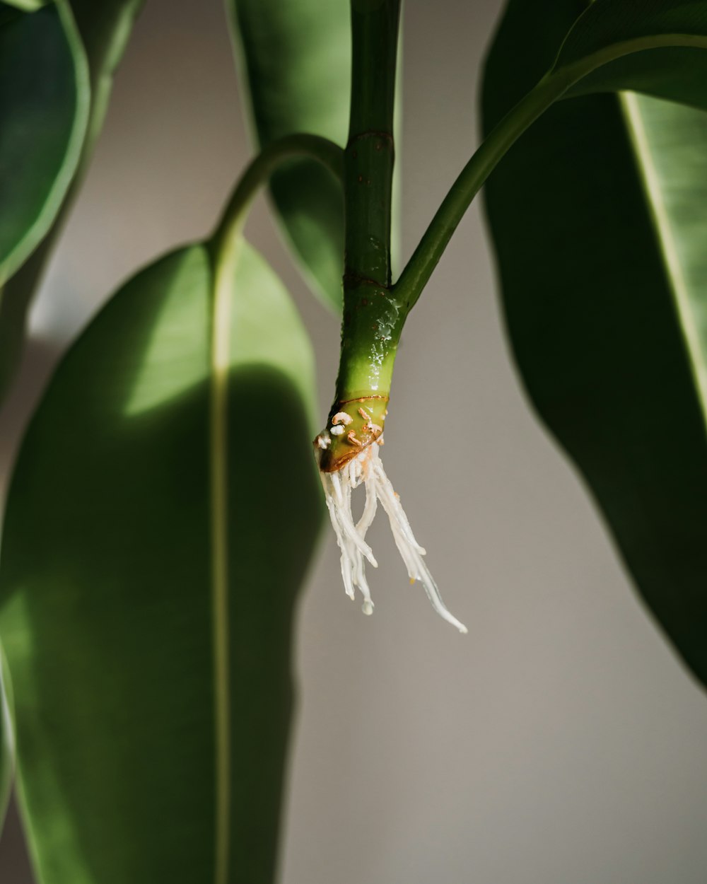 a close up of a plant with leaves