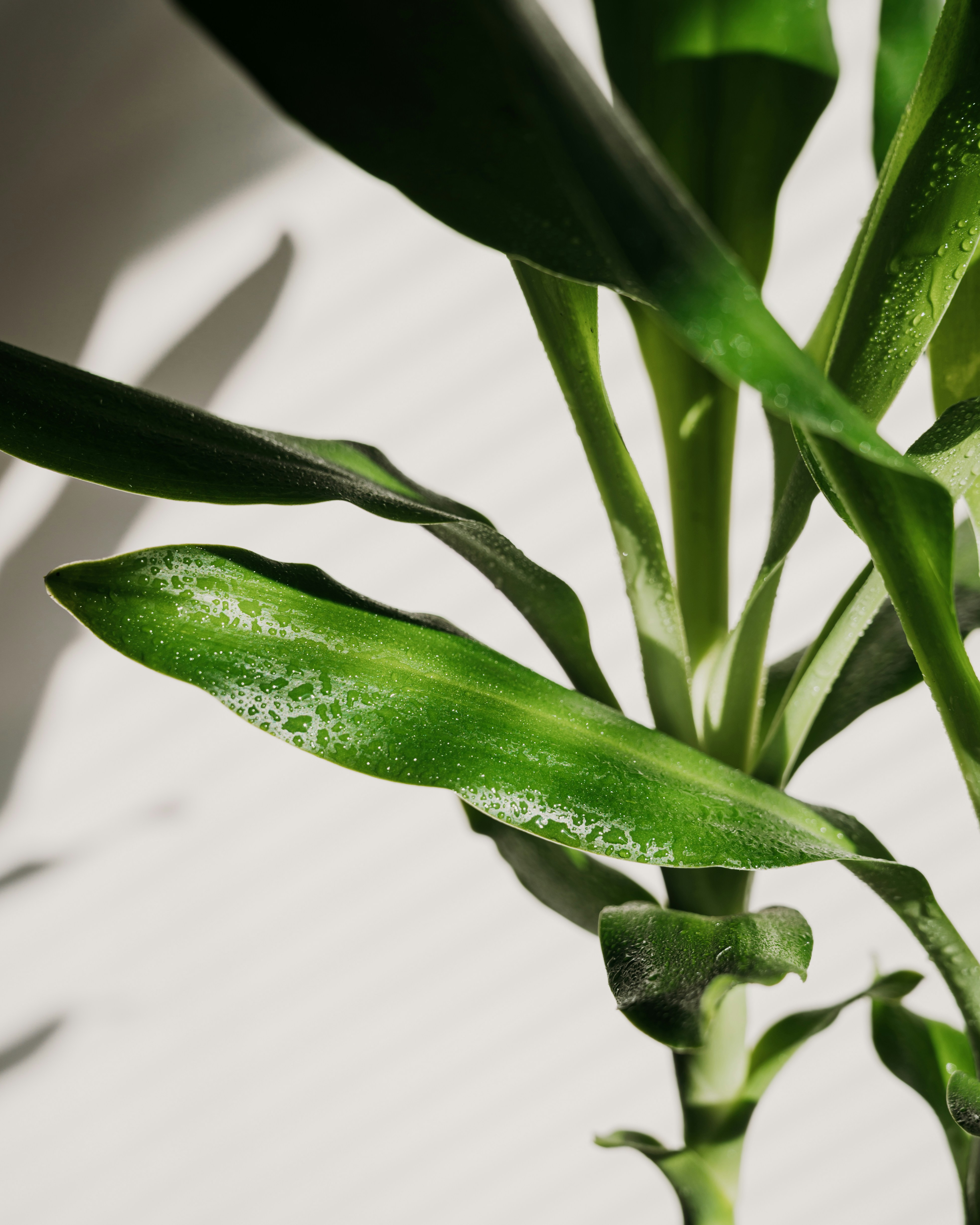 Photo by virginiaphotostories