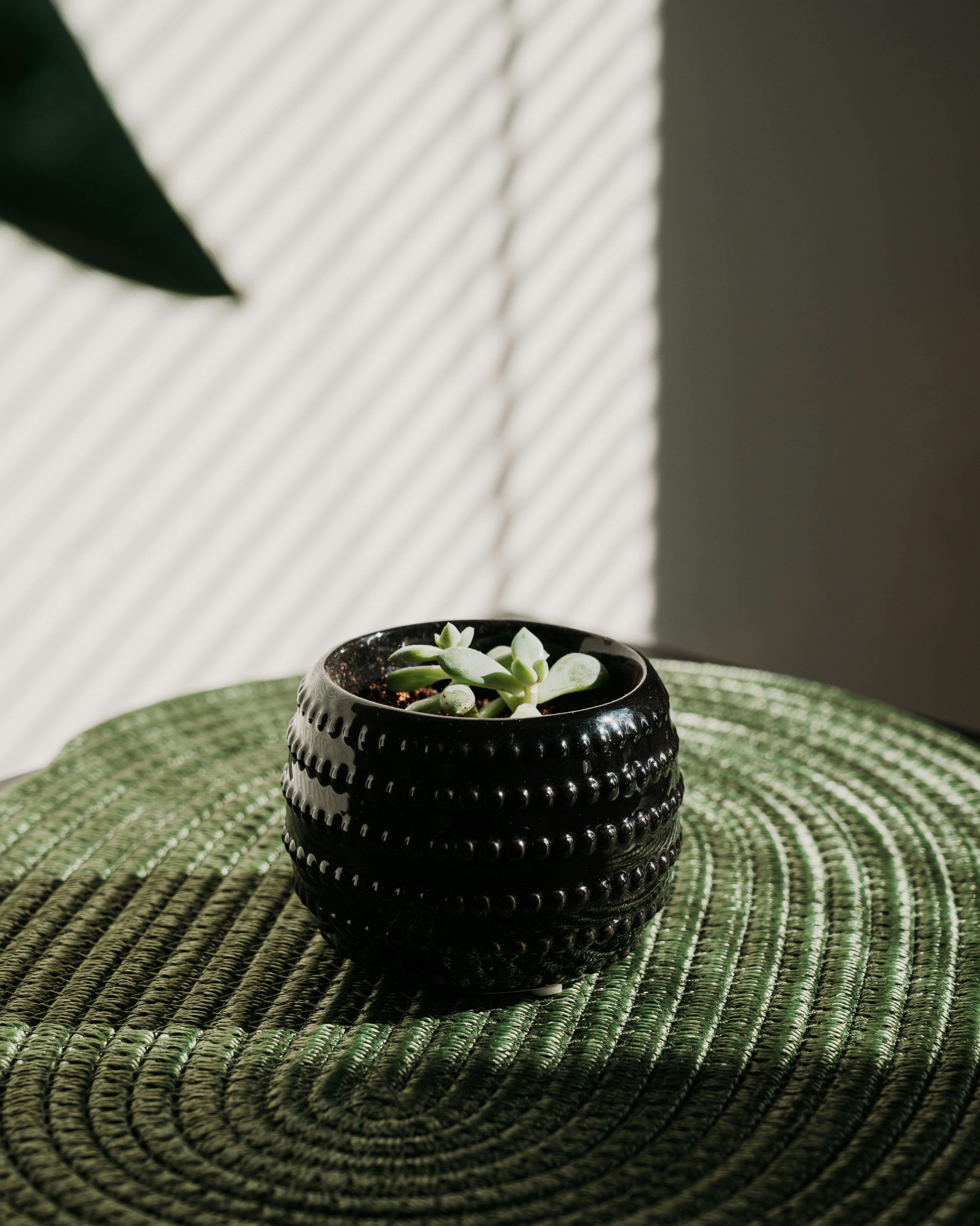 a small potted plant sitting on top of a table