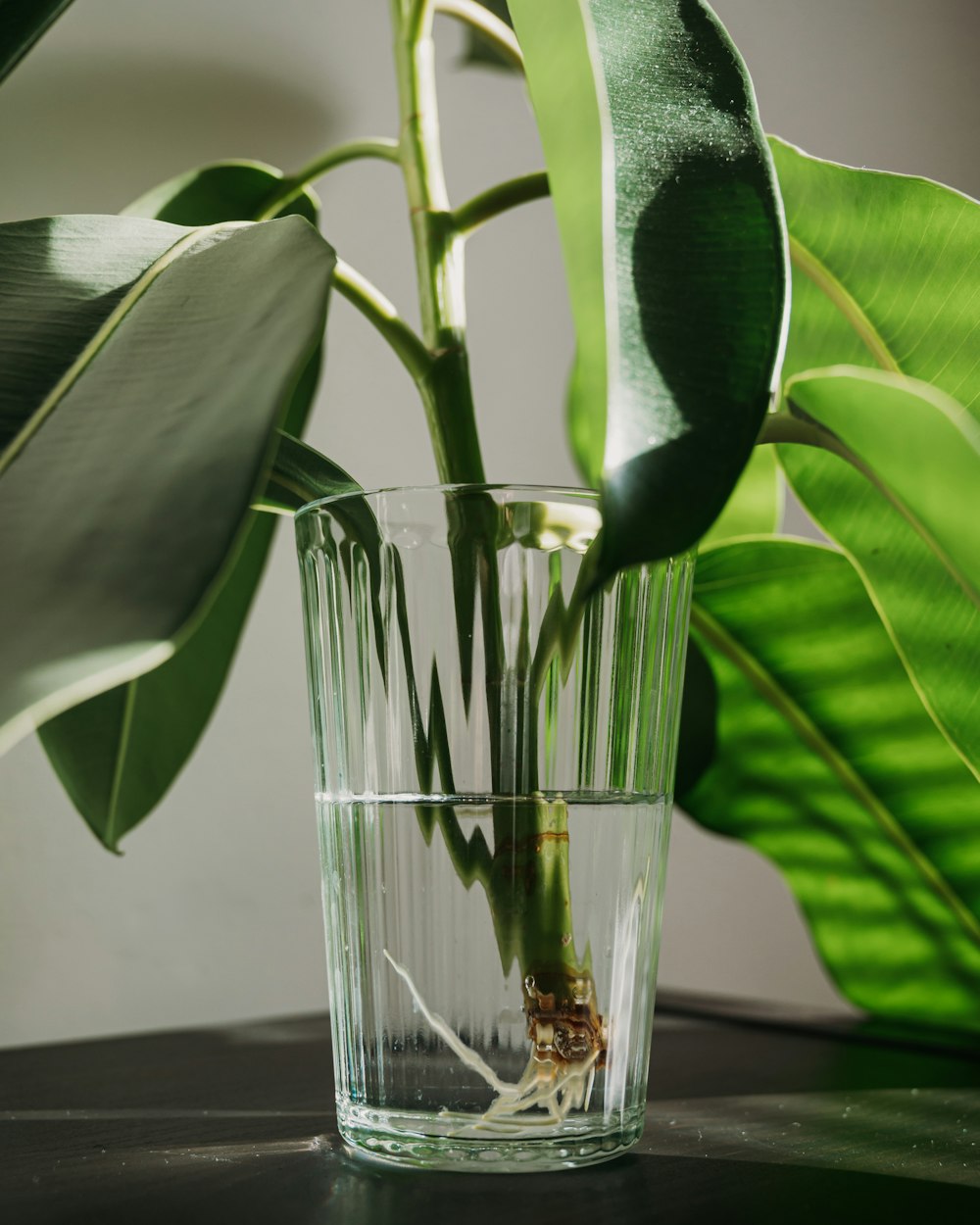 a plant in a glass of water on a table