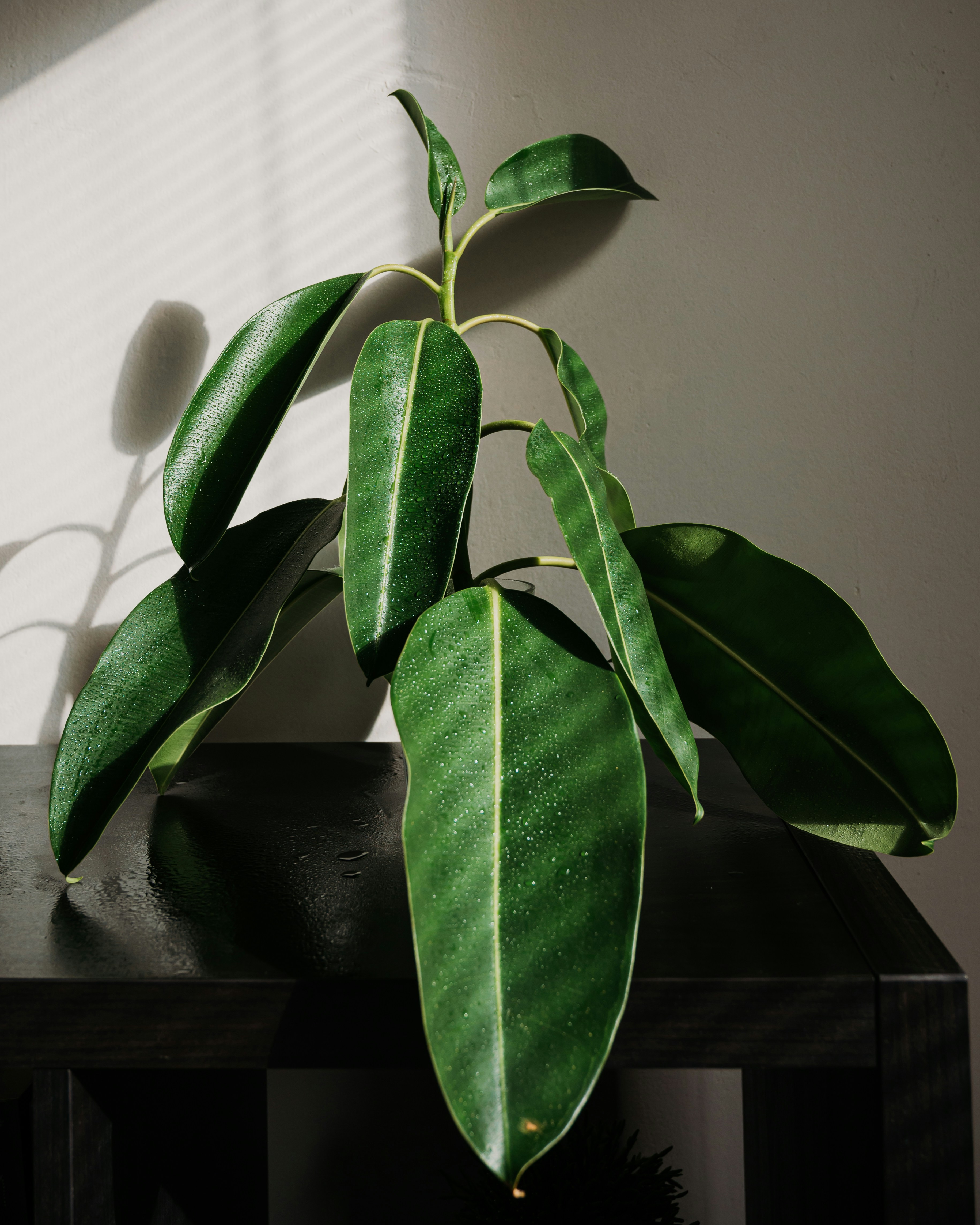 Photo by virginiaphotostories