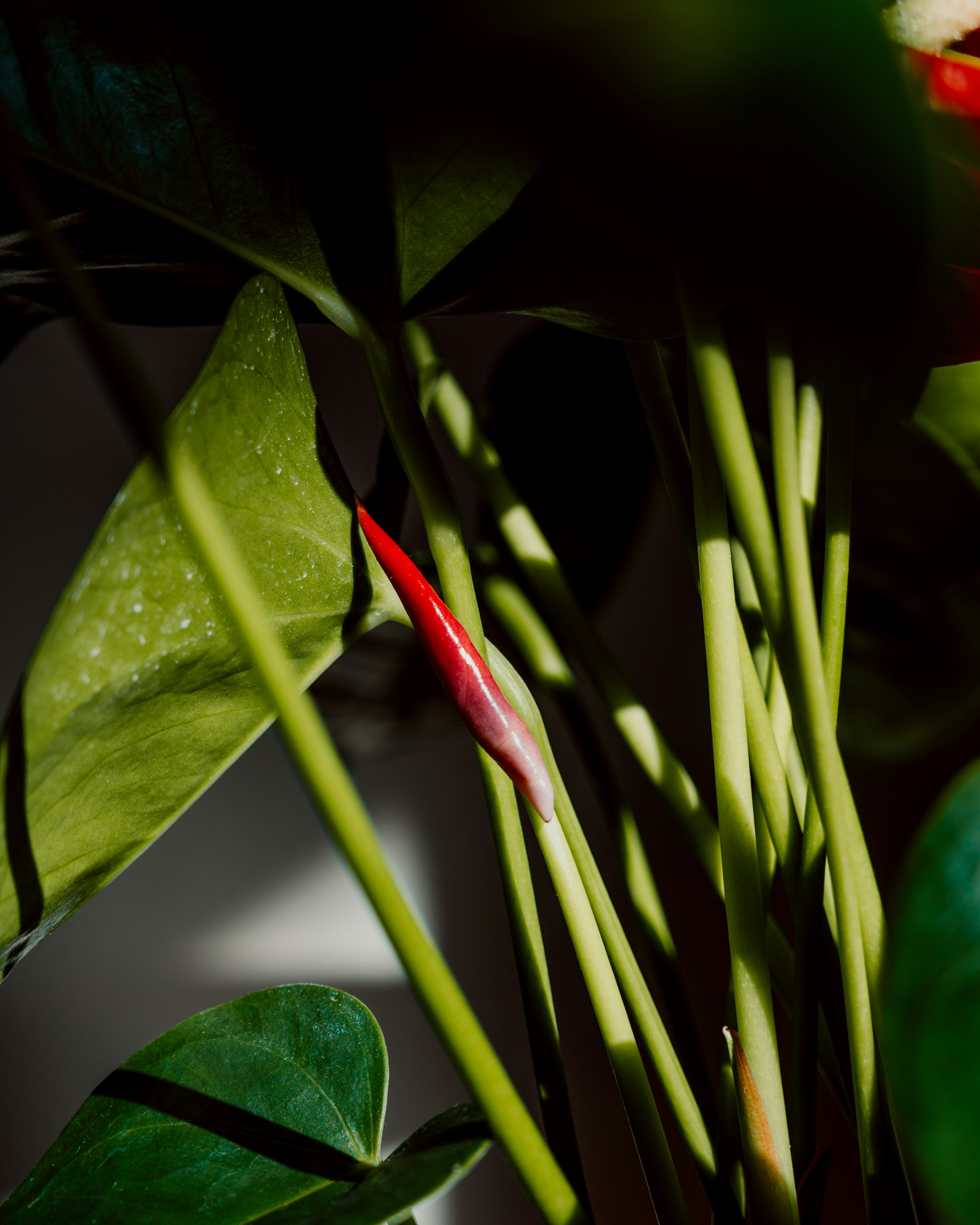 Photo by virginiaphotostories