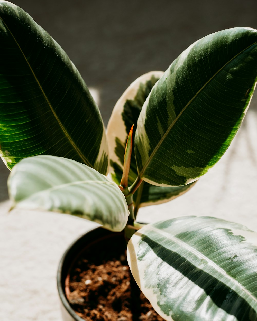 a close up of a plant in a pot