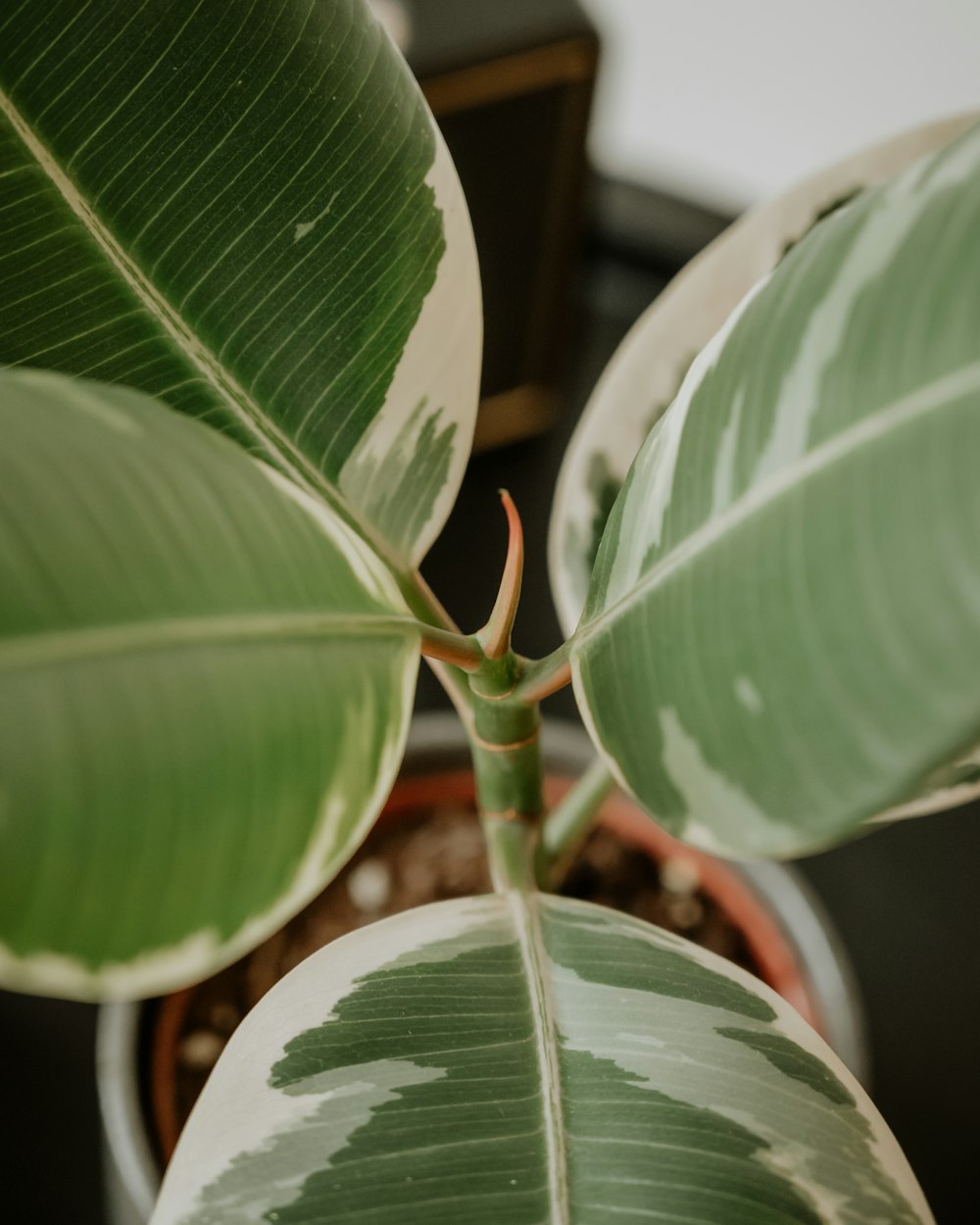 a close up of a plant with large leaves