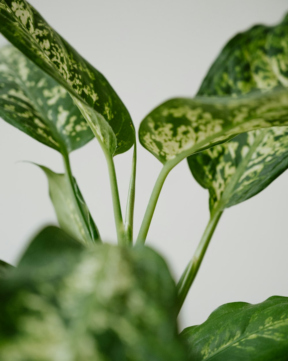 a close up of a plant with green leaves